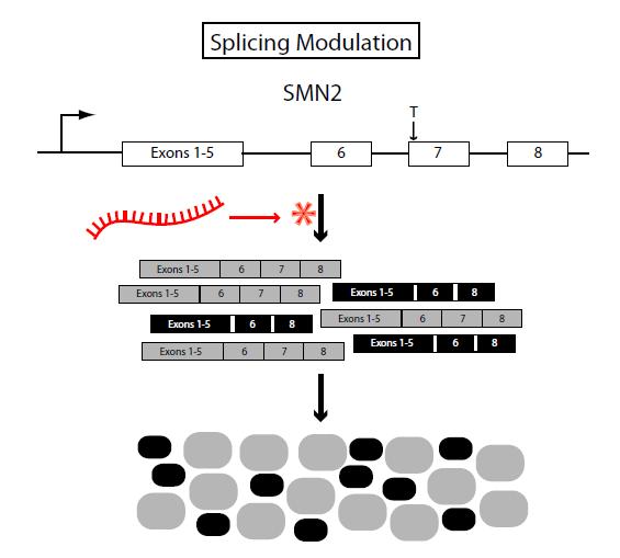 Therapeutic Strategies 3. Splicing Modulation Block the splicing site of SMN2 so that exon 7 is included in more transcripts.