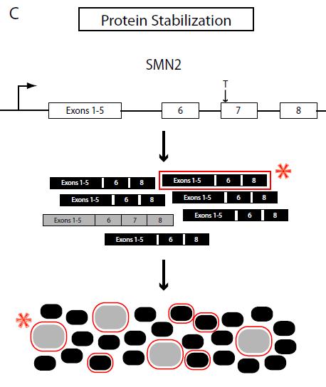 Therapeutic Strategies 4. Protein Stabilization Modulate the proteins (SMN1 or SMN2) to increase their t 1/2.