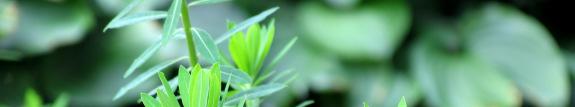 Jing Da Ji ( 大戟 ) Radix Euphorbiae Pekinensis