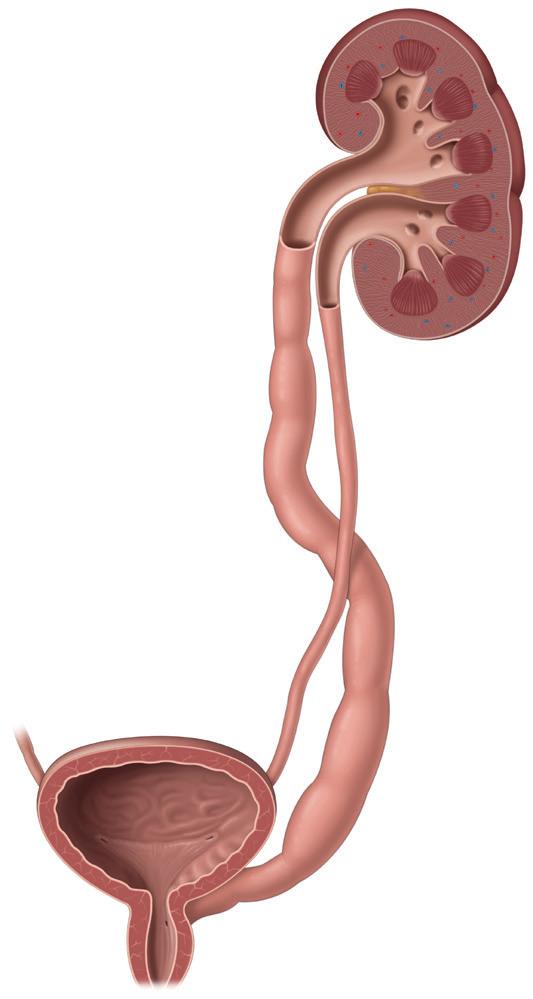 Congenital Malformation in the Urinary Tract: Ureteral Duplication, Ureterocele, and Ectopic Ureter Development of the urinary organs before birth prepares the body to void urine.