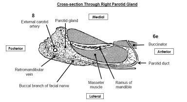 Lower neck for nodes, thyroid primary etc CT/MR for deep parotid lobe The Major Salivary Glands Parotid Gland Bialek EJ.