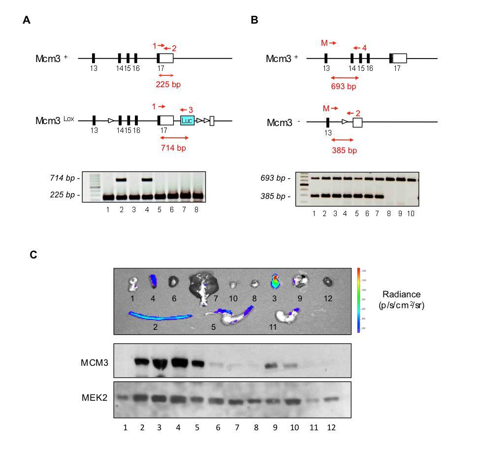 Supplementary Figure 1. Genotyping strategies for Mcm3 +/+, Mcm3 +/Lox and Mcm3 +/- mice and luciferase activity in Mcm3 +/Lox mice. A.