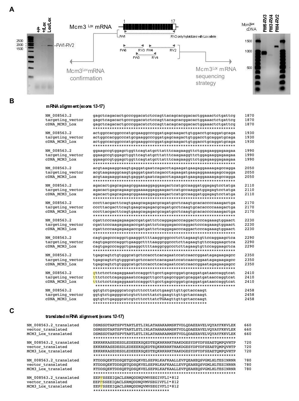 Supplementary Figure 2. Complete mrna sequencing of the Mcm3-Lox allele. A. Schematic representation of the Mcm3-Lox mrna.