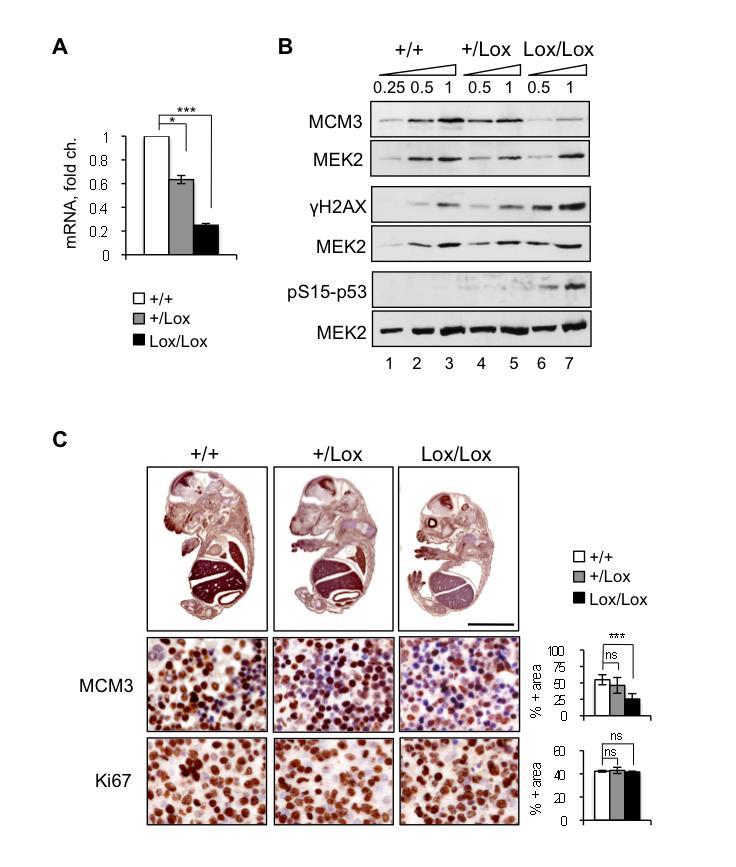 Supplementary Figure 4. Low expression of Mcm3 in the fetal liver of Mcm3 Lox/Lox embryos. A.