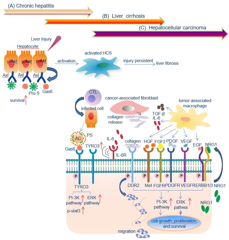 Figure: Figure. Multiple RTKs play diverse roles in hepatocellular carcinogenesis.