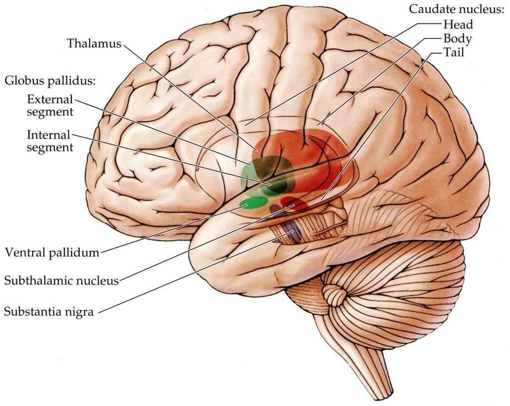 Basal Ganglia Anatomy The basal ganglia consist of a number of nuclei in the basal region of the telencephalon, diencephalon and