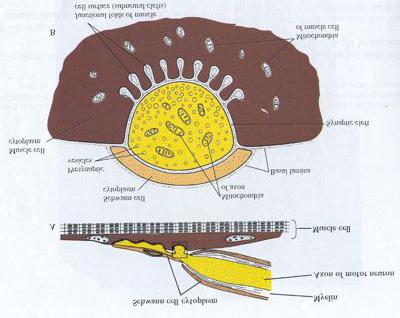 DEVELOPMENT OF THE NERVOUS SYSTEM: 1.