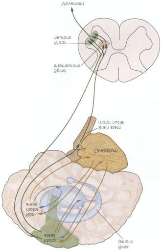 4. Cerebellum: Contains more neurons than the rest of the brain combined Effects motor movements, through the motor cortex Key role is to establish new motor programs that enable the execution of