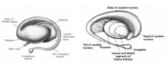 = Caudate nucleus, putamen, and globus pallidus, together with other subcortical structures such as the subthalamus, substantia nigra, etc.
