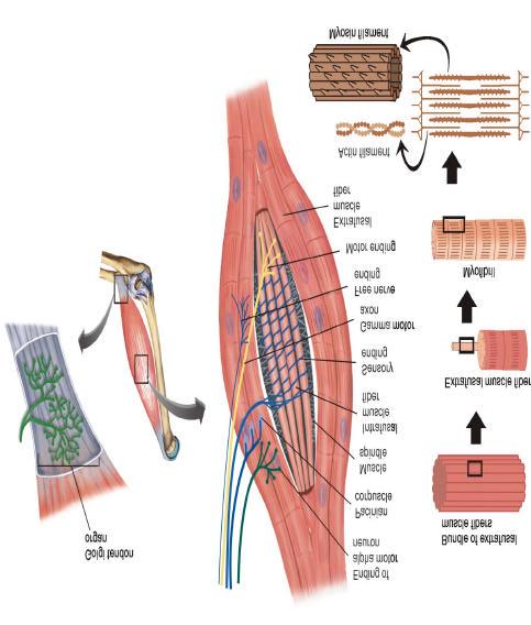 Skeletal Muscle Anatomy Each muscle fiber consists of a bundle of myofibrils Each myofibril is made up of overlapping strands of