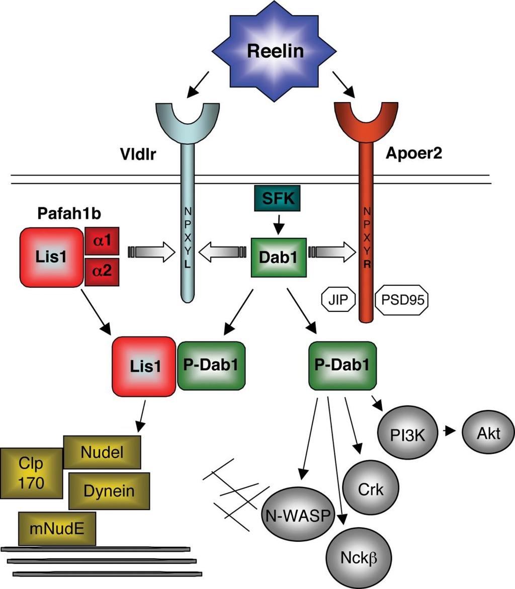 Reelin VLDLr & ApoEr2: - Reelin activates the VLDL and ApoE receptors. - Both are expressed by cells migrating in the CNS. - Double kockout of these genes results in a reeler phenotype.