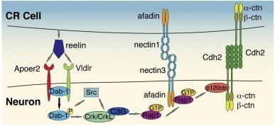Reelin The reelin/dab1 pathway promotes adhesion between migrating neurons and Cajal-Retzius (CR) cells, allowing the neurons to finish migration.