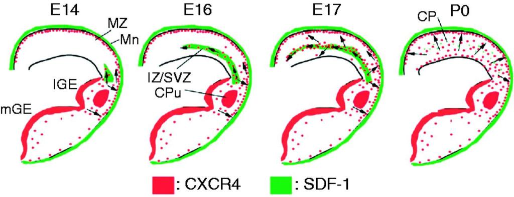 Tangential Migration in Developing Forebrain Cells migrating from the ganglonic emienence express the chemokine receptor, CXCR4.