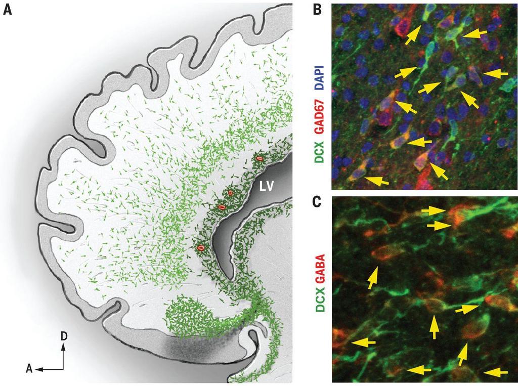 Interneuron Migration into Cortex in Humans Interneurons continue to migrate into medial prefrontal cortex