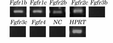 Fgf9 protein was also strongly detected by immunohistochemistry in the BE and IEE (Fig. 2B, arrows) and weakly in the neighboring mesenchyme.