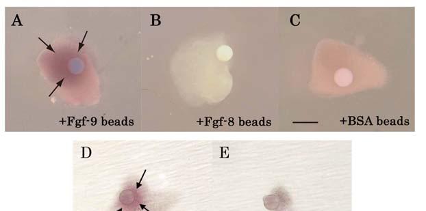 Fgf10 mrna was expressed in explants with Fgf9-releasing beads (Fig. 4A, arrows). No expression was detected in the presence of Fgf8- or BSAreleasing beads (Fig. 4B and 4C). Fig. (4).