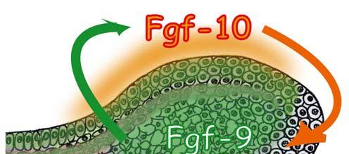 Effect of Fgf9 on the proliferation and apoptosis of dental mesenchymal cells.
