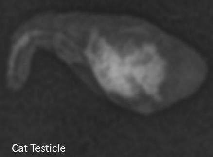 Figure 8. Cat testicle injected with 0.5 ml of iodixanol contrast.
