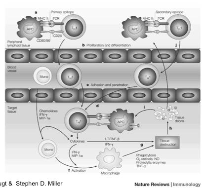 Epitope spreading : how tissue damage allows the immune response to amplify the scope of its targets Evidence for genetic susceptibility in lupus Approximately 10-fold increase in clinical disease in