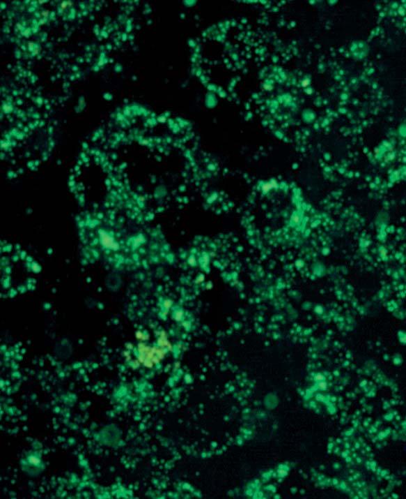 On frozen tissue sections of primate liver there is an unspecific fluorescence.