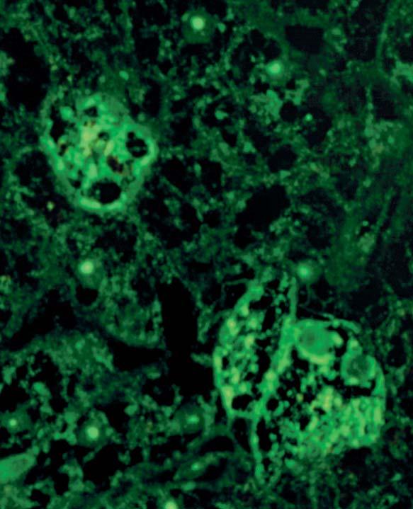 Hepatocytes of the primate liver show a cytoplasmic fluorescence of the entire surface with patchy accentuation.