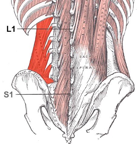 Contraction of one side of the semispinalis and some of the deep posterior spinal group (rotatores and multifidus) can produce rotation to the opposite side.