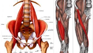 The quadratus lumborum is a common source of lower back pain. When the lower erector spinae are weak or inhibited, the quadratus lumborum is overused, resulting in muscle fatigue.