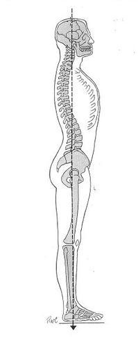 Neutral (Natural) Posture Neutral posture requires the least amount of muscular effort, protecting the muscles and tendons from overuse or repetitive strain injury.