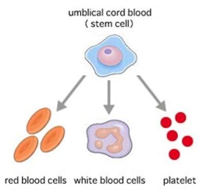 Hematopoietic Stem Cells Cells capable of self