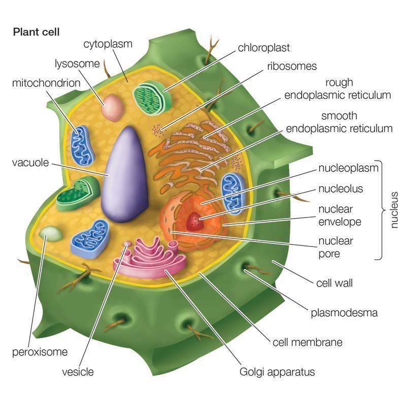 Plant Cells Cell wall: rigid outer layer that maintains shape of the plant cell and protects from damage. Made of cellulose.