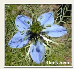 Nature s Powerful Immune System Boost Black Seed Nigella