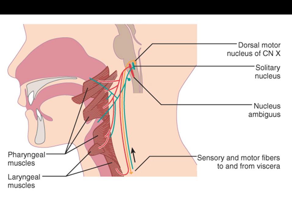 Cranial Nerve X: Vagus Provides afferent and efferent innervation of the larynx, pharynx, and viscera.