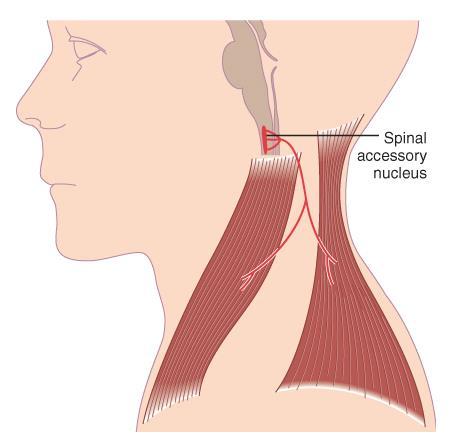 Cranial Nerve XI: Accessory Provides innervation to the trapezius and sternocleidomastoid muscles.