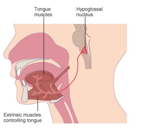 Cranial Nerve XII: Hypoglossal Provides innervation to the intrinsic and extrinsic muscles of the ipsilateral tongue.