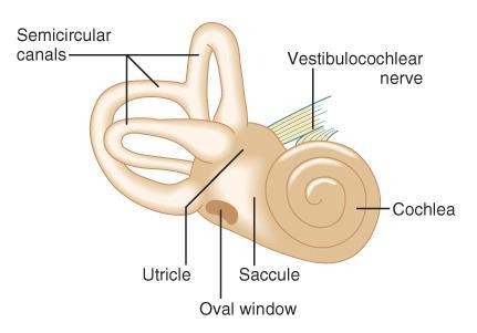 Cranial Nerve VIII: Vestibulocochlear Sensory nerve with two distinct branches. Vestibular branch transmits information related to head position and head movement.