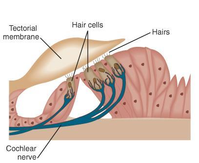 and lower chambers. Consists of fibers oriented across the width of the cochlea.