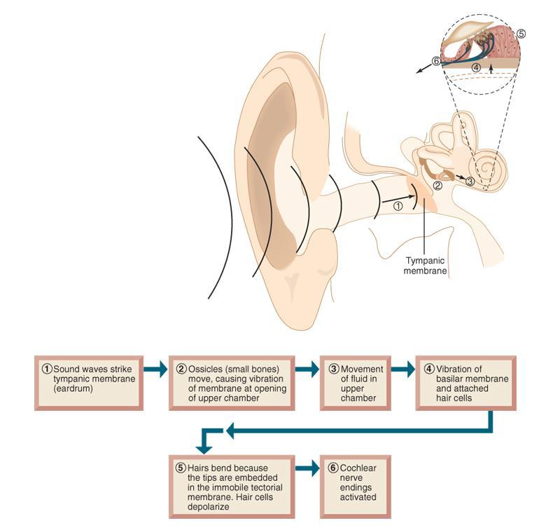 Converting Sound to Neural Signals Sound is converted to neural signals by a sequence of mechanical actions. When sound waves enter the external ear, vibration moves the ossicles.