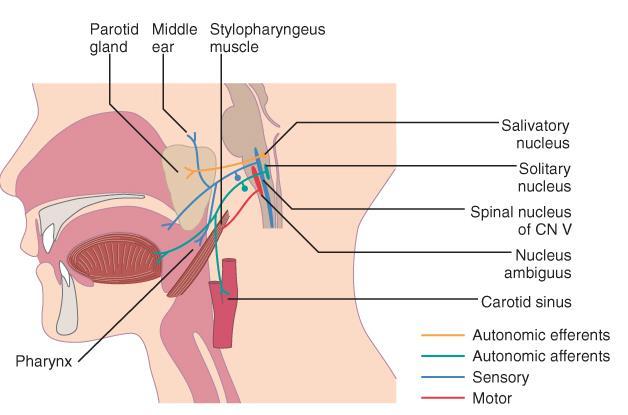 Cranial Nerve IX: Glossopharyngeal Mixed nerve containing both sensory and motor fibers.