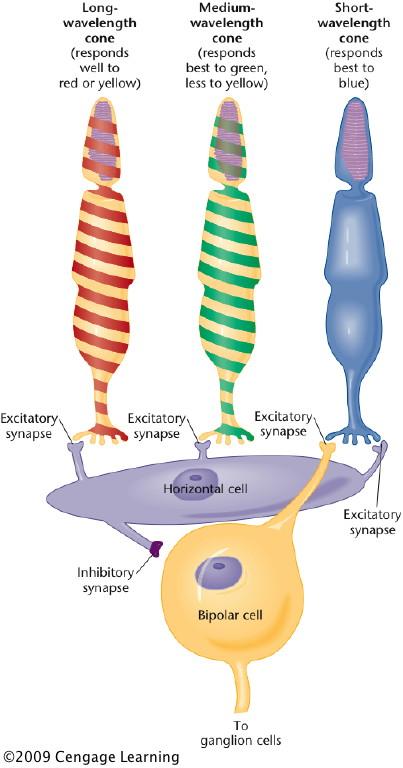 Suppose a bipolar cell receives excitatory input from mediumwavelength cones and inhibitory input from all three kinds of cones.