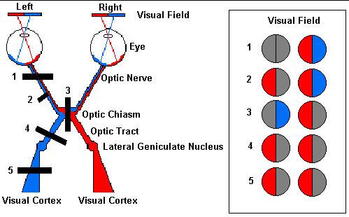 27 THE NEURAL BASIS OF VISUAL PERCEPTION The lateral geniculate nucleus is part of the thalamus specialized for visual perception.