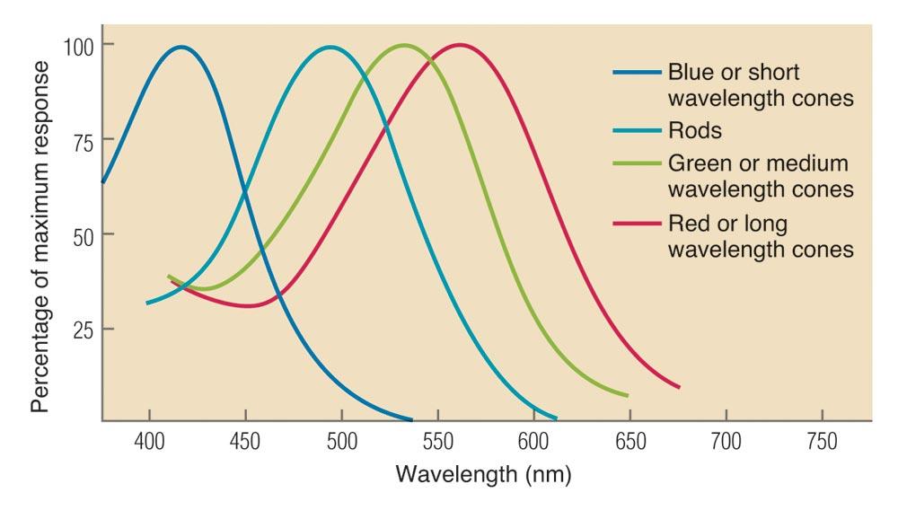 WAVELENGTH SENSITIVITY 1 Rod photopigment & 3 Cone photopigments 13 TRICHROMATIC THEORY Color perception occurs through the relative rates of response