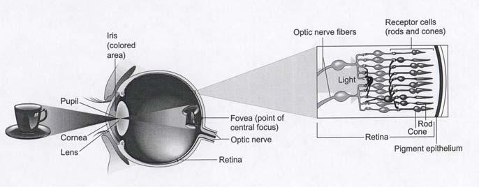 Eye : Structure Slide 7 Eye : Accommodation Accommodation : Flexible focusing ability Cornea 80% of focusing ability