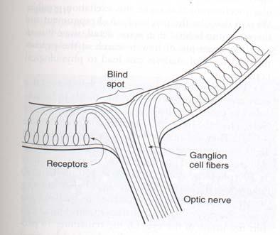 Blind Spot Ganglion nerve fibers fold and leave by crossing a part of retina This part does not have any receptors Filled out