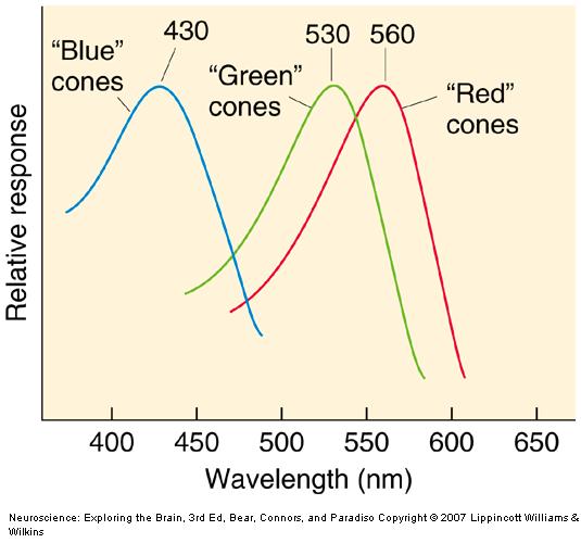 Cone tuning curves S M L 9 Color