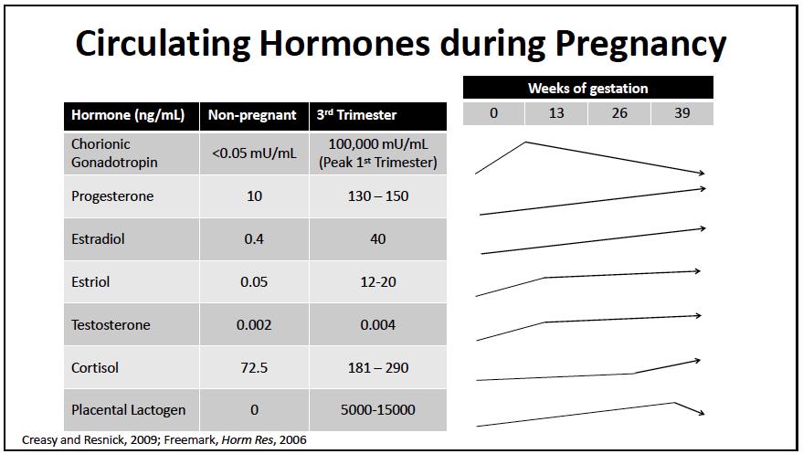 What is the situation during pregancy Endogenous hormone levels vary dramatically during pregnancy Teeguarden et al March 2018: Comparative Estrogenicity of Endogenous, Environmental, and Dietary