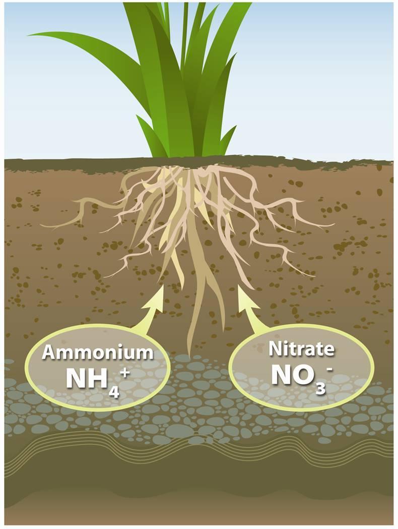How Nitrogen Affects the Farm. All living organisms need the element nitrogen, one of the six essential elements of life.
