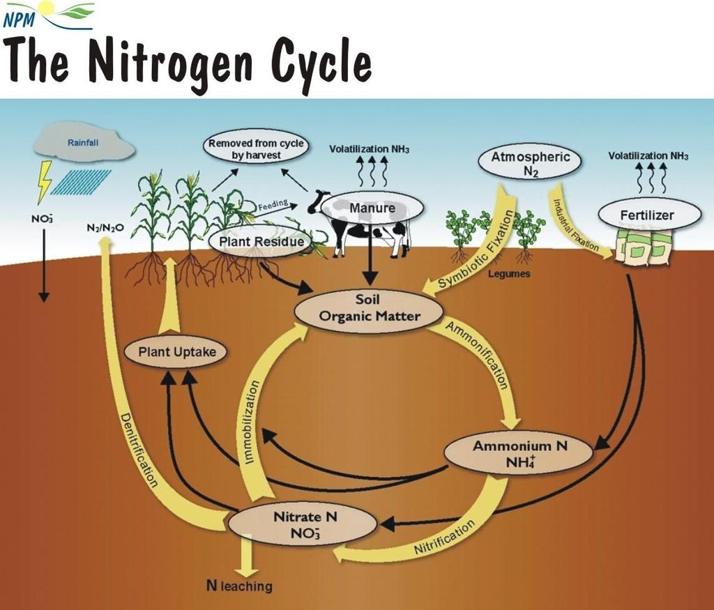 Nitrogen Cycle Nitrogen rotates through the biosphere, geosphere, and atmosphere. There are many processes to the nitrogen cycle.