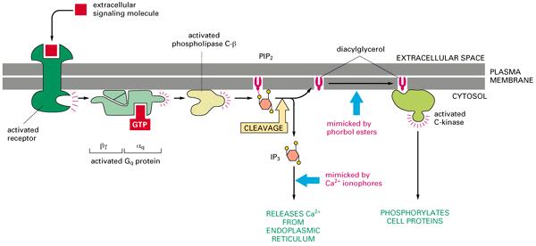 Page 3 of 5 2401 : Anatomy/Physiology G proteins and Phospholipase C / IP3, DAG This mechanism uses a receptor and G-protein complex as well. The membrane target enzyme is different. (see Fig.