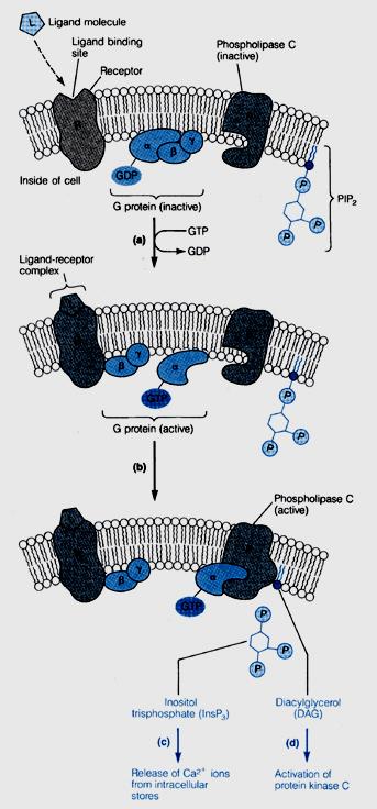 target effector enzyme is Phospholipase C PIP 2 PLC cleaves a membrane phospholipid (Phoshatidyl