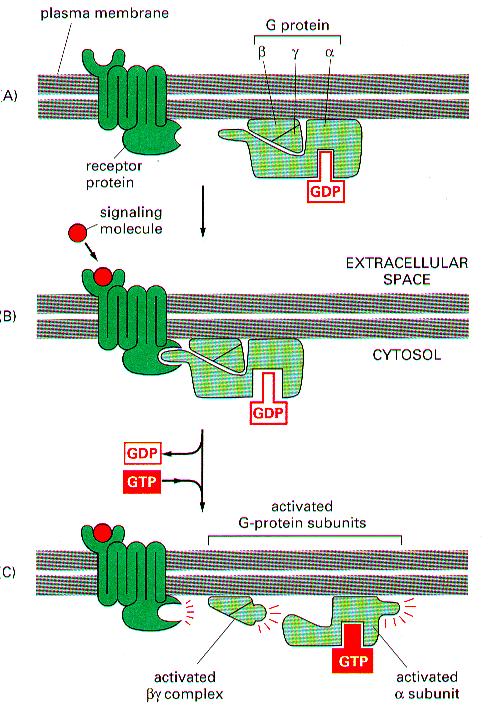 Signal molecule GTP Inctivate enzyme Gprotein activation molecular switch (b) Ligand binds Gprotein associates (c) GDPGTP